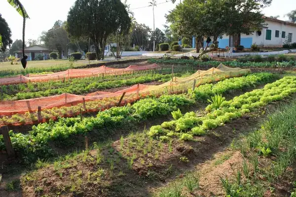 Canteiros de horta cultivados por internos durante a laborterapia