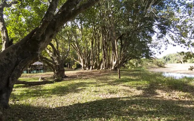 Área verde com árvores e espaço livre em Martinho Campos